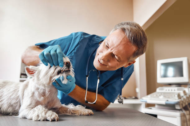 Best Pediatric Emergency Dentist in Springmont, PA